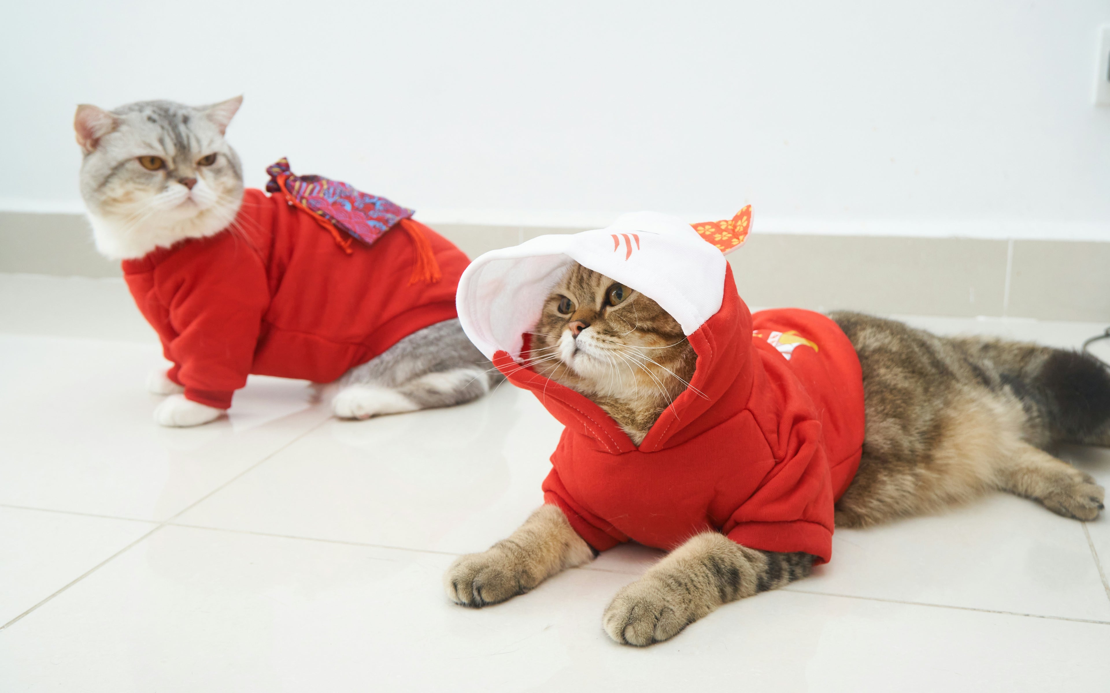 Clothes for cat