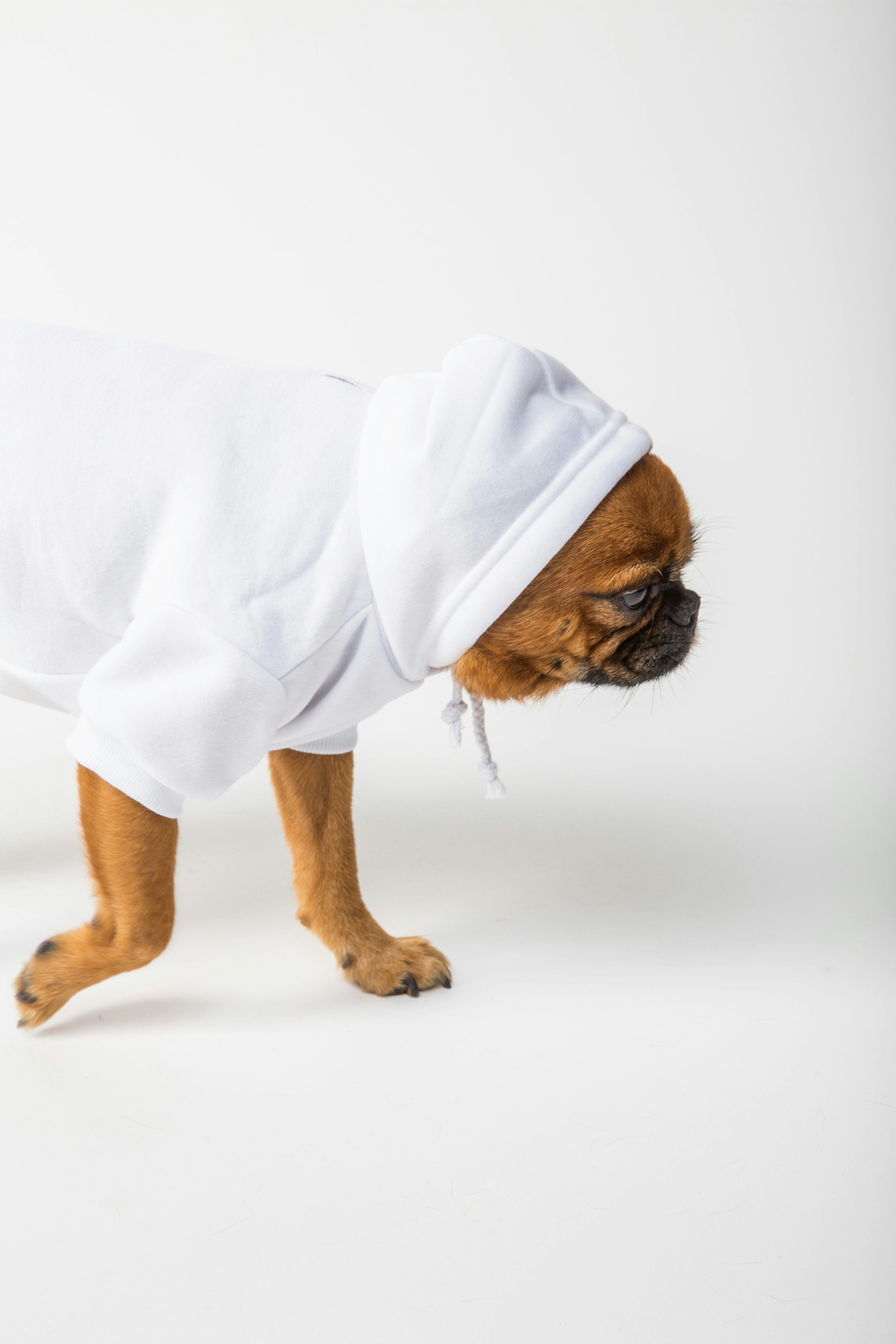 Clothes for my dogs