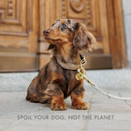 Collar - Vegan Leather