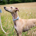 Collar - Air Tag Enabled - Vegan Leather - Cupertino